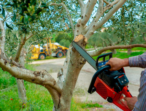 Best Local Tree Services  in Honaunau Napoopoo, HI